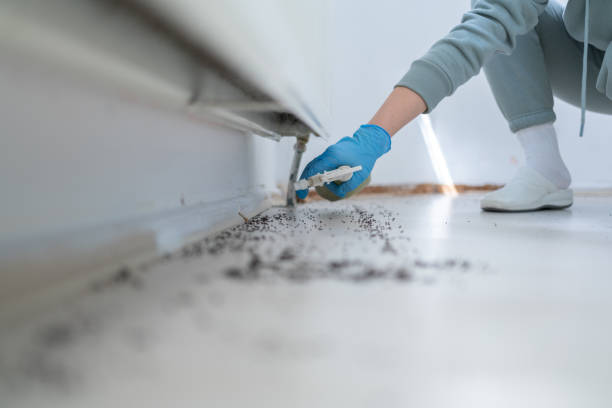 Best Rat Extermination Near Me  in Meyers, CA